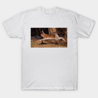 Run Rabbit Run T-Shirt